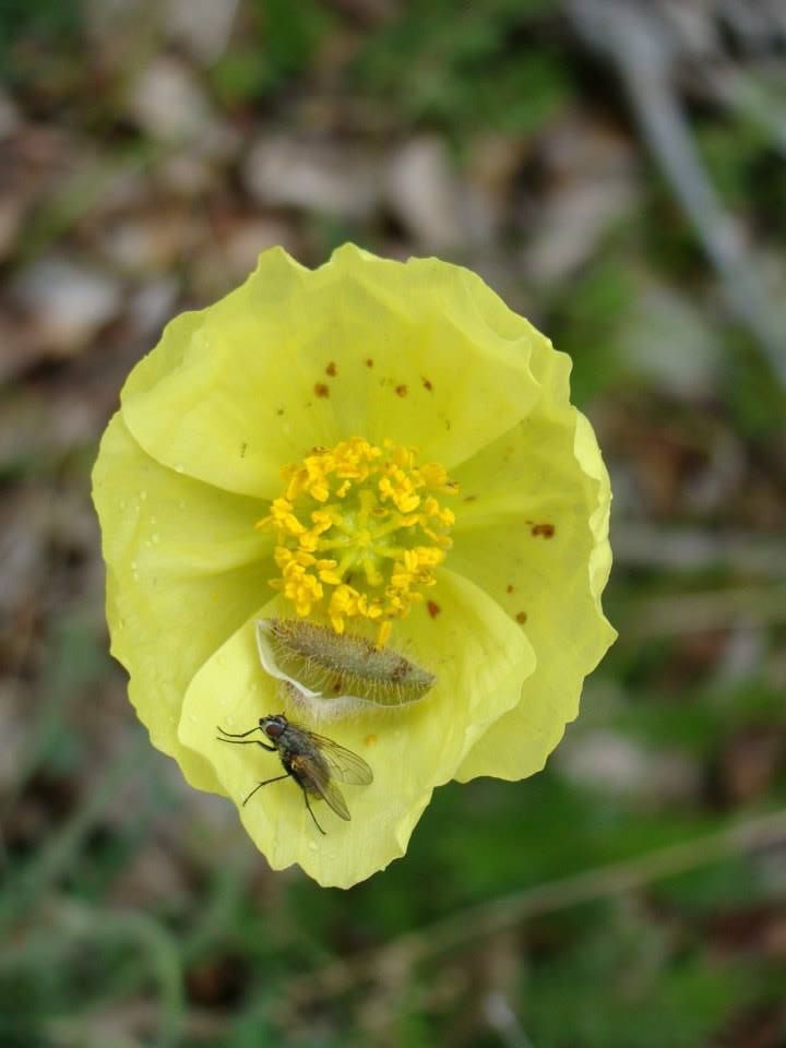 Arctic Poppy